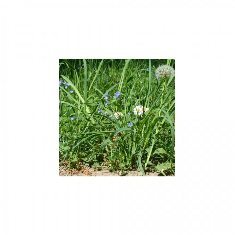 Photo Background - meadow - 20x10